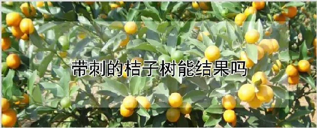 带刺的桔子树能结果吗 | 农业科普