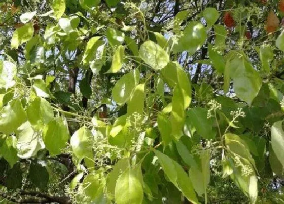 植物百科|香樟开花吗 开花什么样子