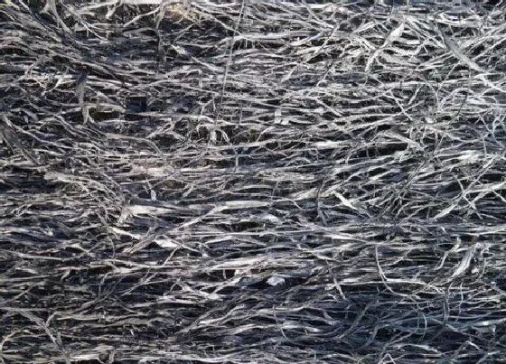 种植土壤|草木灰可以种多肉吗