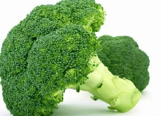 食用须知|降糖的蔬菜有哪些（什么菜控制血糖效果最好）