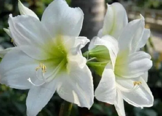 植物百科|开白色花的植物有哪些（常见开白色花的植物图片及名称）
