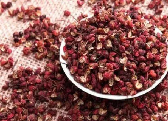 果实保存|干花椒可以冷冻保存吗 放冰箱冷藏还是冷冻好