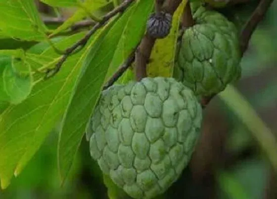 生长环境|番荔枝适合什么地方种植