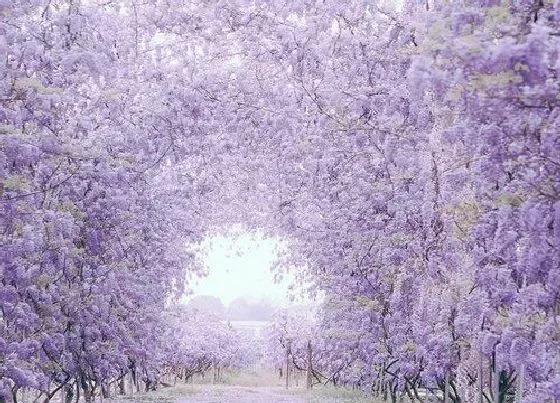 植物百科|紫藤花有几种颜色 开花有什么颜色（图）