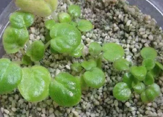 植物播种|紫罗兰种子怎么种植
