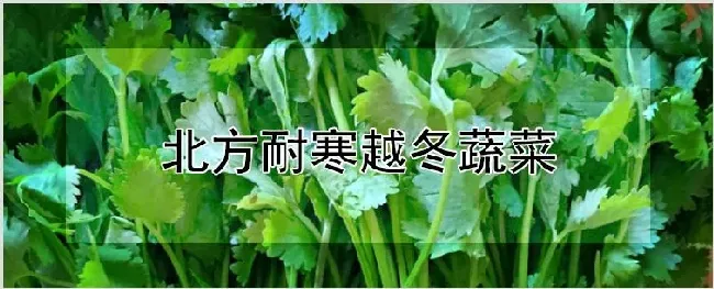 北方耐寒越冬蔬菜 | 种植技术