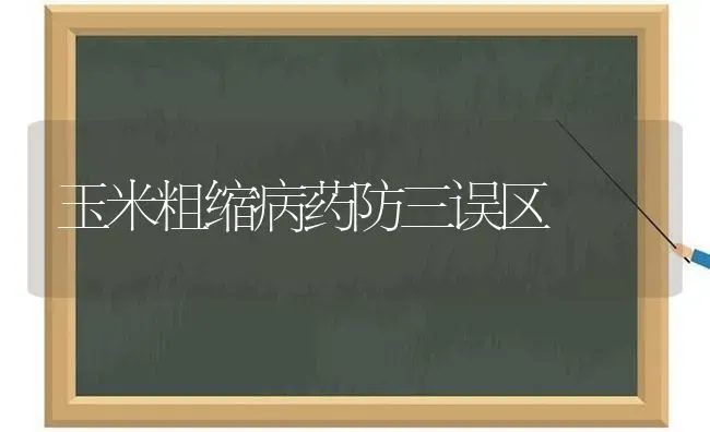 玉米粗缩病药防三误区 | 粮油作物种植