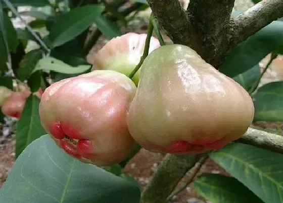 开花时间|莲雾几月份开花结果