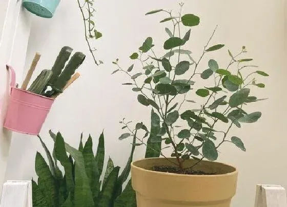 冬天植物|桉树耐寒吗