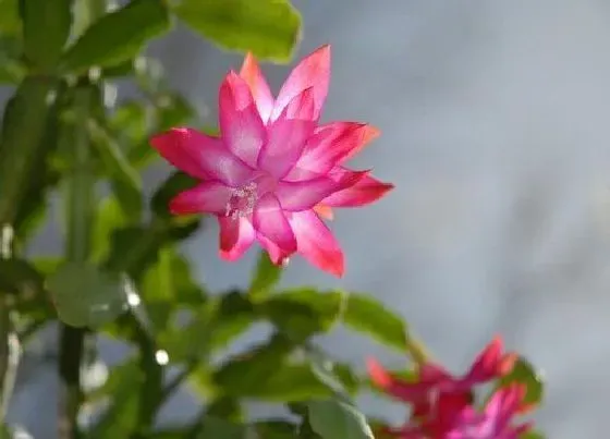 叶蔫|蟹爪莲叶子蔫了怎么办