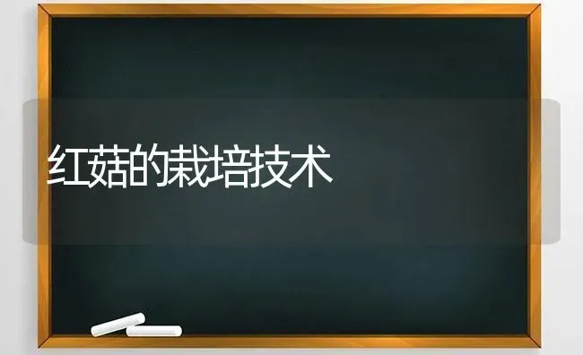 红菇的栽培技术 | 食用菌种植