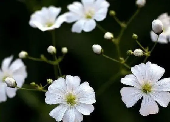 植物寓意|满天星的花语是什么意思 不同颜色的花语和寓意