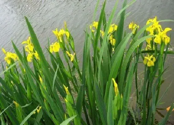 植物播种|鸢尾什么时候播种