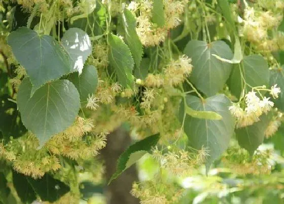 植物种类|椴树是单子叶植物吗