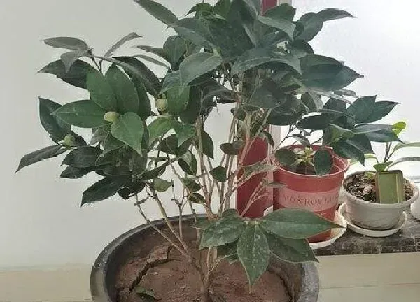 植物移栽|茶花树冬天能移栽吗 冬天移栽会活吗