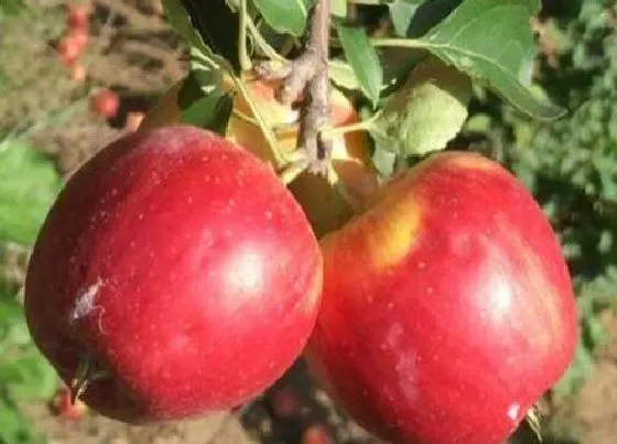 植物修剪|沙果树怎么剪枝 修剪技术要点