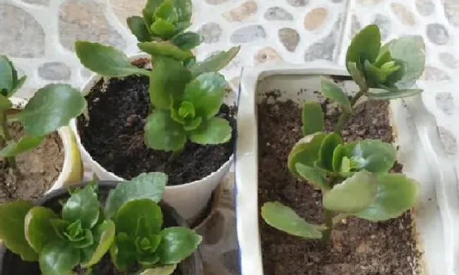 植物浇水|长寿花扦插后需要浇水吗（长寿花刚扦插怎样浇水养护）