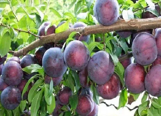 植物施肥|脆红李用什么肥料最好