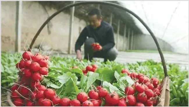 樱桃萝卜怎么施肥 | 农业技术