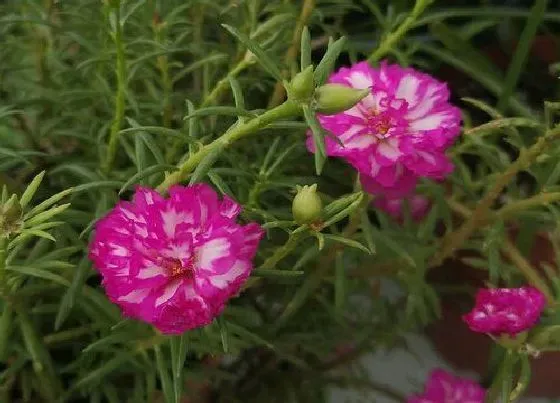 植物寓意|代表父亲的植物有哪些