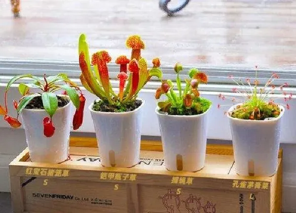 养殖方法|食虫草怎么养殖方法