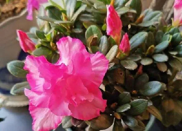 植物浇水|杜鹃花怎么浇水方法