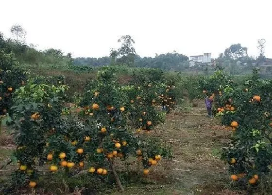 植物种类|爱媛68号黄美人柑橘介绍（黄美人柑橘和红美人区别）