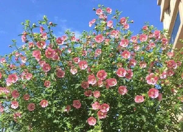 植物移栽|木槿花什么时候换盆最好 换盆最佳时间