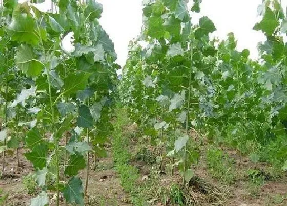 种植管理|杨树苗几月份种植合适