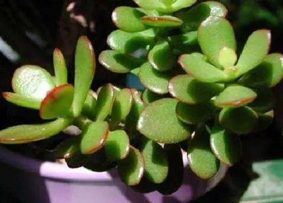 种植管理|燕子掌摘心打顶时间与方法