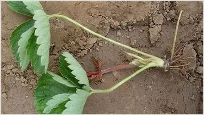 冬季草莓如何保根 | 植物病害