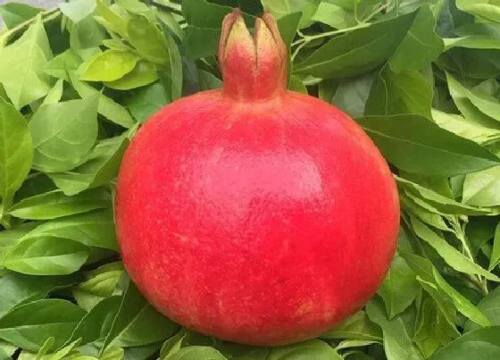 种植管理|石榴什么季节种植最好