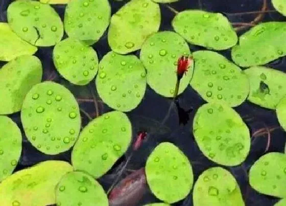 植物产地|莼菜是哪里的特产