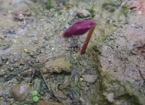 养殖方法|酢浆草种球种多深合适