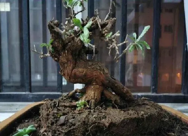 植物移栽|冬天挖枸杞能栽活吗（野生枸杞生桩盆景可以种植吗）