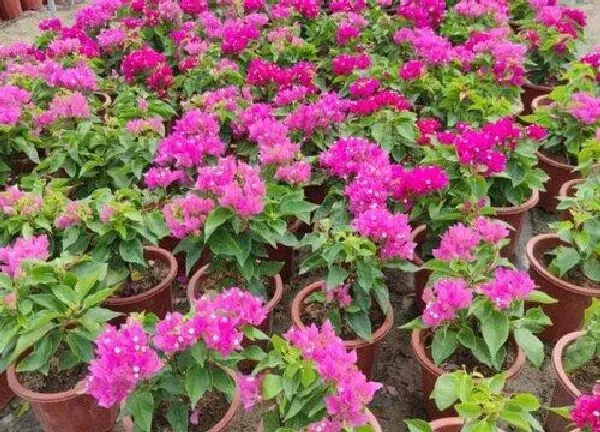 养殖科普|菲菲娜三角梅勤花吗 值得拥有吗