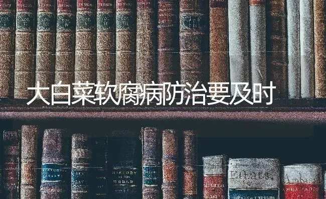 大白菜软腐病防治要及时 | 蔬菜种植