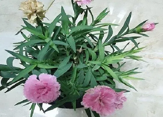 植物百科|康乃馨花好养吗 适合在室内养吗（家庭养法）