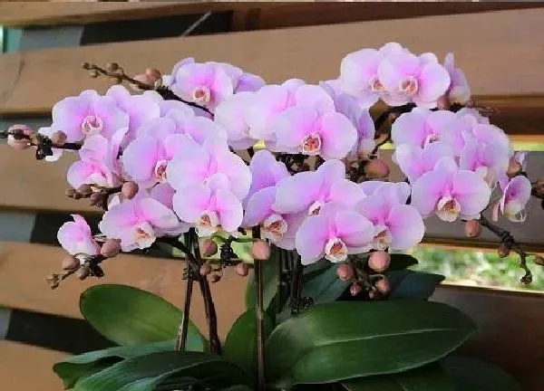 植物浇水|蝴蝶兰什么时间浇水好 浇什么水好