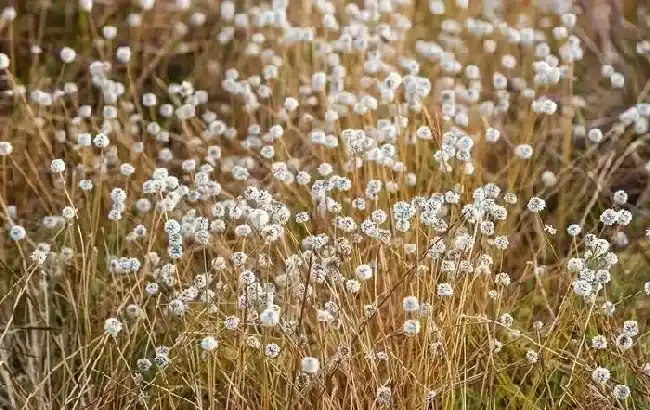 功效常识|谷精草的功效与作用