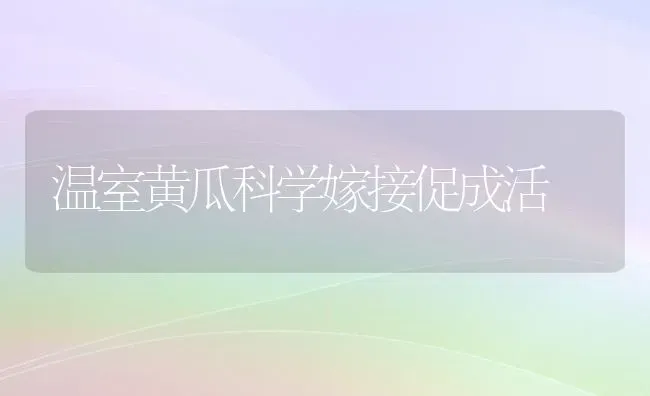 温室黄瓜科学嫁接促成活 | 蔬菜种植