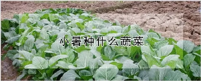 小暑种什么蔬菜 | 种植资料