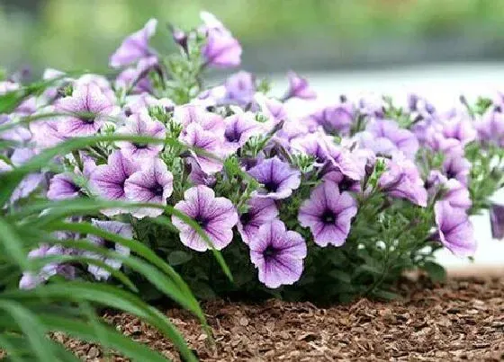 开花时间|矮牵牛四季开花吗