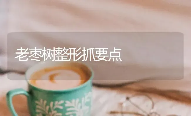 老枣树整形抓要点 | 瓜果种植