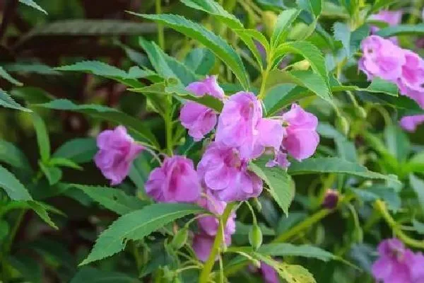 植物浇水|凤仙花浇水的正确方法和注意事项