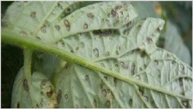 番茄灰叶斑病防治技术 | 农业技术