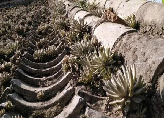 植物繁殖|瓦松怎么繁殖方法和注意事项