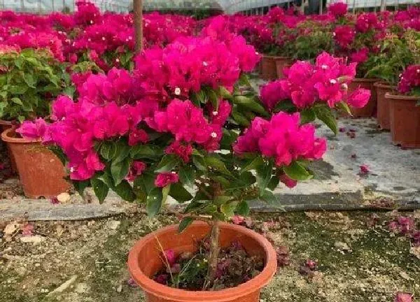 养殖科普|菲菲娜三角梅勤花吗 值得拥有吗
