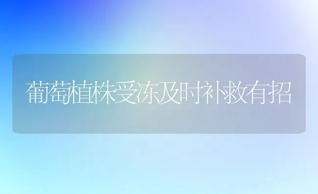 葡萄植株受冻及时补救有招 | 瓜果种植