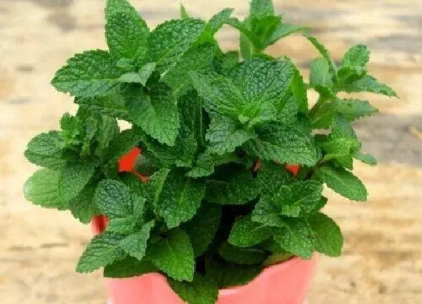 养殖方法|薄荷花怎么养殖方法
